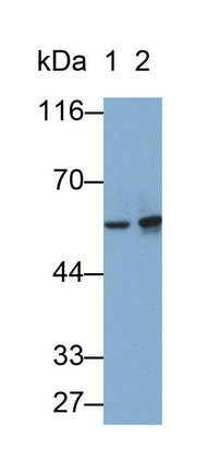 Matrix Metalloproteinase 3 (MMP3) Monoclonal Antibody - image 2