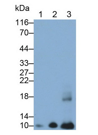 S100 Calcium Binding Protein A2 (S100A2) Monoclonal Antibody - image 3