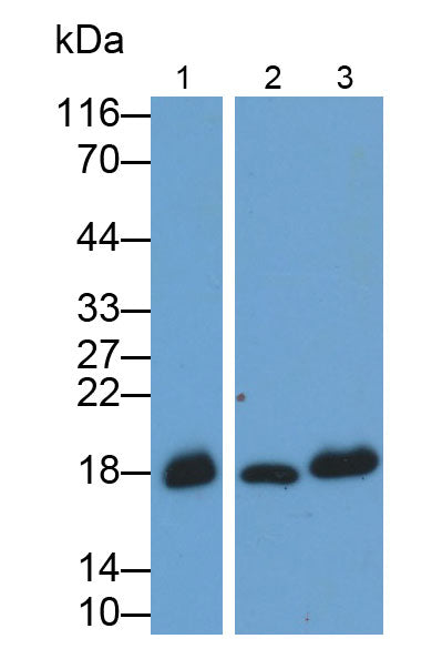 Myoglobin (MYO) Monoclonal Antibody - image 2