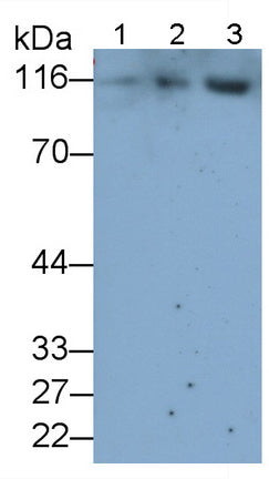 A Disintegrin And Metalloprotease 17 (ADAM17) Monoclonal Antibody - image 2