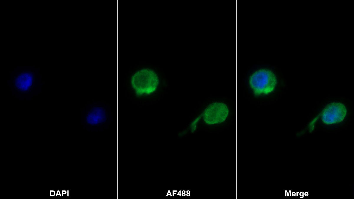 Cluster Of Differentiation 58 (CD58) Monoclonal Antibody - image 2