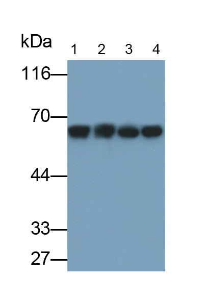 Alkaline Phosphatase, Placental (ALPP) Monoclonal Antibody - image 3