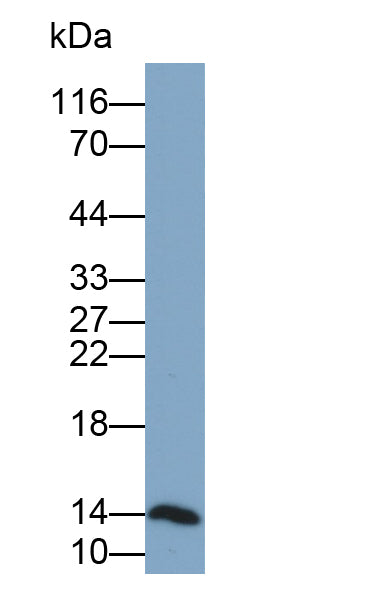 Secretory Leukocyte Peptidase Inhibitor (SLPI) Polyclonal Antibody - image 2