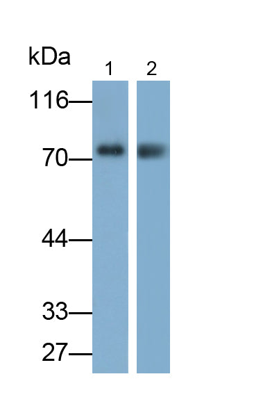 Bcl2 Associated Athanogene 3 (BAG3) Polyclonal Antibody - image 2