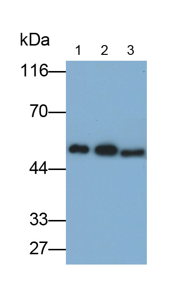 Septin 6 (SEPT6) Polyclonal Antibody - image 3