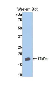 Western Blot; Sample: Mouse Liver lysate; Primary Ab: 0.1ug/ml Rabbit Anti-Human CYP2E1 Antibody; Second Ab: 0.2ug/ml HRP-Linked Caprine Anti-Rabbit IgG Polyclonal Antibody