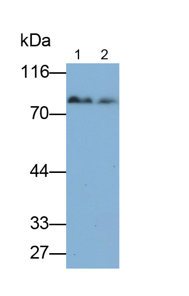 Chloride Channel Accessory 1 (CLCA1) Monoclonal Antibody - image 2