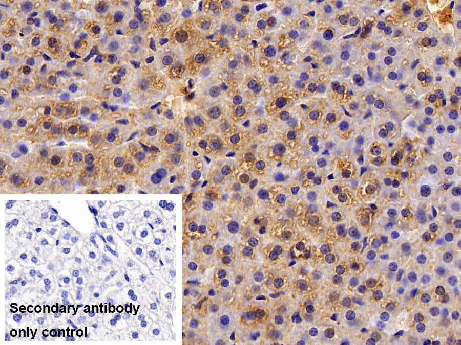 AF488 staining on IF; Sample: Hepa1-6 cell; Primary Ab: 20ug/ml Rabbit Anti-Mouse ALT Antibody; Second Ab: 2ug/ml AF488-Linked Caprine Anti-Rabbit IgG Polyclonal Antibody