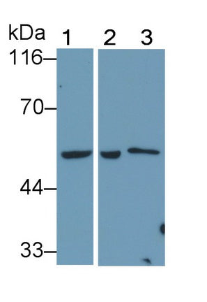 Alanine Aminotransferase (ALT) Polyclonal Antibody - image 4