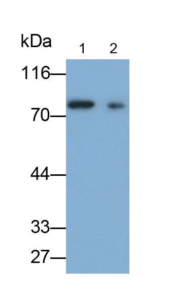 MutL Homolog 1 (MLH1) Polyclonal Antibody - image 2