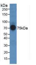 Western Blot; Sample: Human Liver lysate; Primary Ab: 2ug/mL Rabbit Anti-Human AFM Antibody; Second Ab: 0.2ug/mL HRP-Linked Caprine Anti-Rabbit IgG Polyclonal Antibody