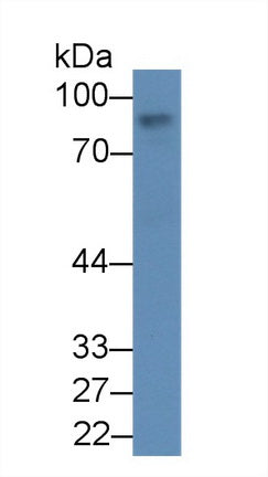 Afamin (AFM) Polyclonal Antibody - image 5