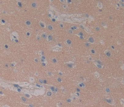 Myelin Basic Protein (MBP) Polyclonal Antibody - image 2