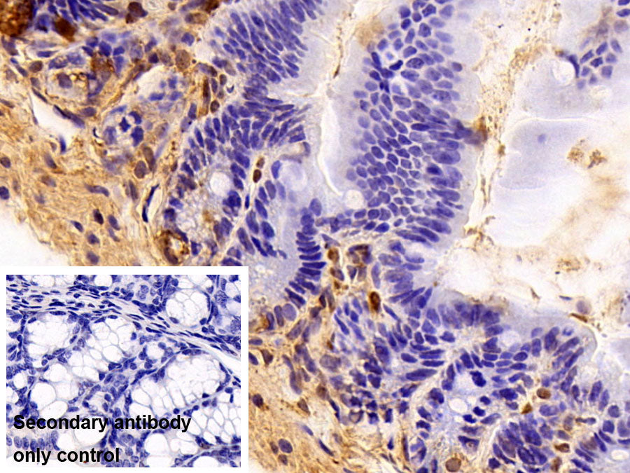 Small Ubiquitin Related Modifier Protein 2 (SUMO2) Polyclonal Antibody - image 3