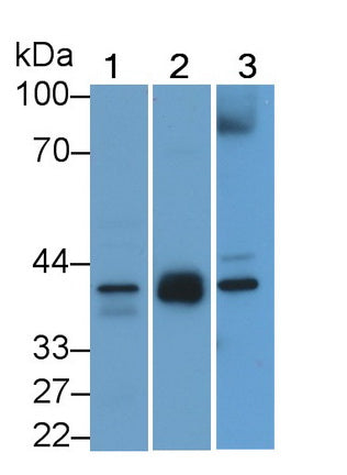 Inhibin Alpha (INHa) Polyclonal Antibody - image 3