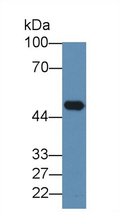Western Blot; Sample: Human Serum; Primary Ab: 3ug/ml Mouse Anti-Human ELN Antibody; Second Ab: 0.2ug/mL HRP-Linked Caprine Anti-Mouse IgG Polyclonal Antibody
