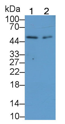Elastin (ELN) Monoclonal Antibody - image 4