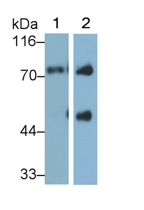 Afamin (AFM) Monoclonal Antibody - image 2