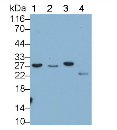 Western Blot; Samples: Lane1: Hela cell lysate; Lane2: MCF7 cell lysate; Primary Ab: 0.6ug/ml Mouse Anti-Rat GAL3 Antibody; Second Ab: 0.2ug/ml HRP-Linked Caprine Anti-Mouse IgG Polyclonal Antibody