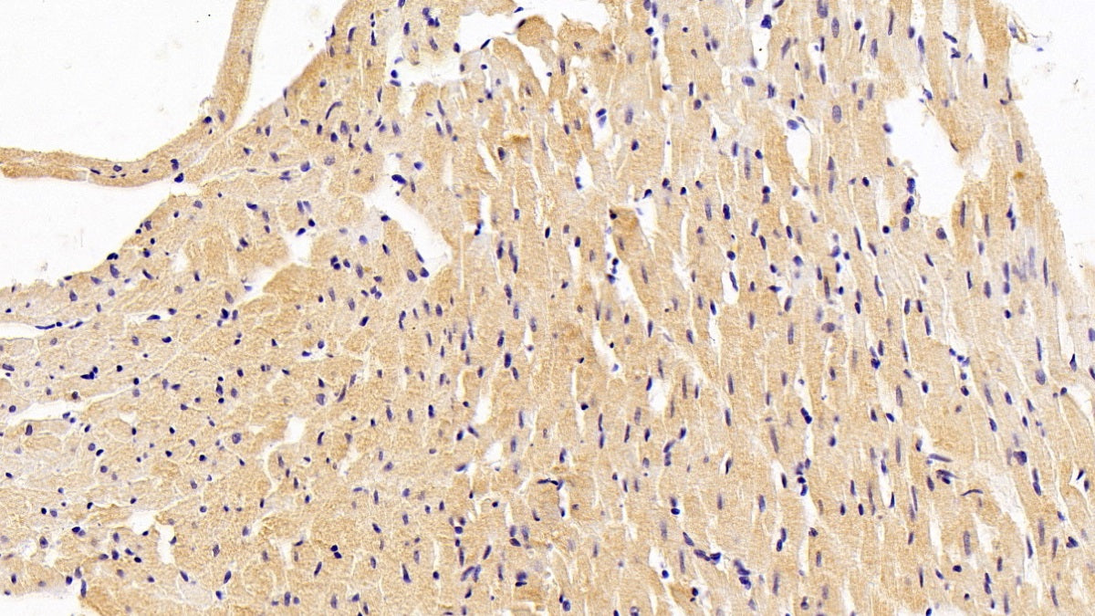 Secreted Frizzled Related Protein 1 (SFRP1) Monoclonal Antibody - image 2