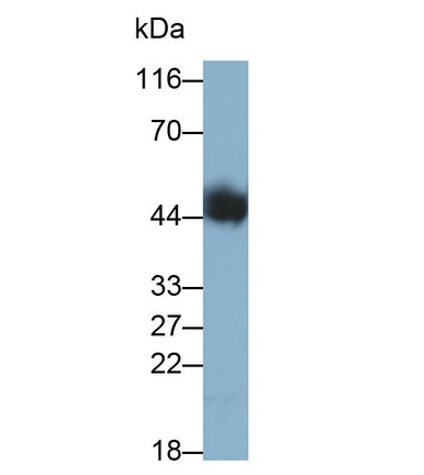 Tissue Factor Pathway Inhibitor (TFPI) Monoclonal Antibody - image 2