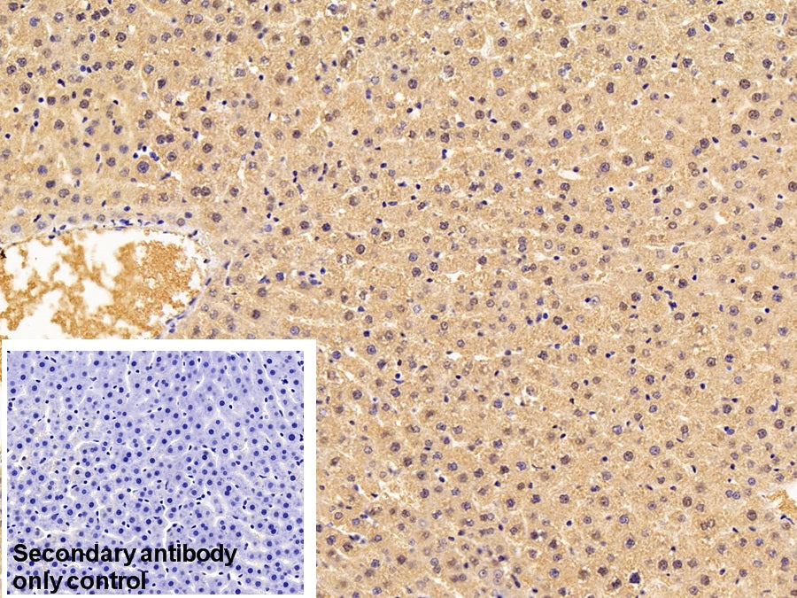 DAB staining on IHC-P; Sample: Rat Kidney Tissue; Primary Ab: 30ug/ml Mouse Anti-Rat Trx Antibody; Control: Used PBS instead of primary antibody; Second Ab: 2ug/ml HRP-Linked Caprine Anti-Mouse IgG Polyclonal Antibody