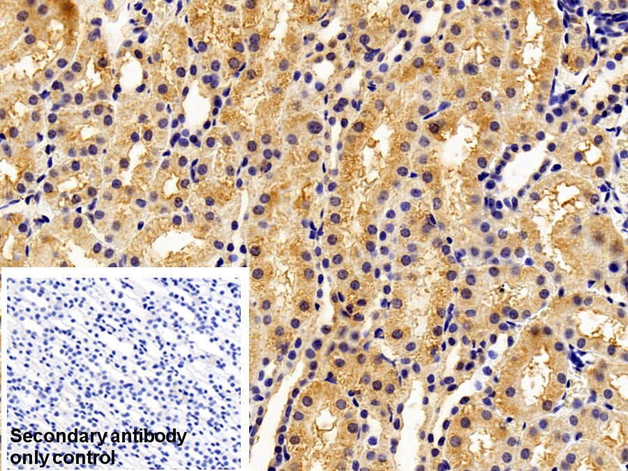 AF488 staining on IF; Sample: HepG2 cell; Primary Ab: 30ug/ml Mouse Anti-Rat Trx Antibody; Second Ab: 2ug/ml AF488-Linked Caprine Anti-Mouse IgG Polyclonal Antibody