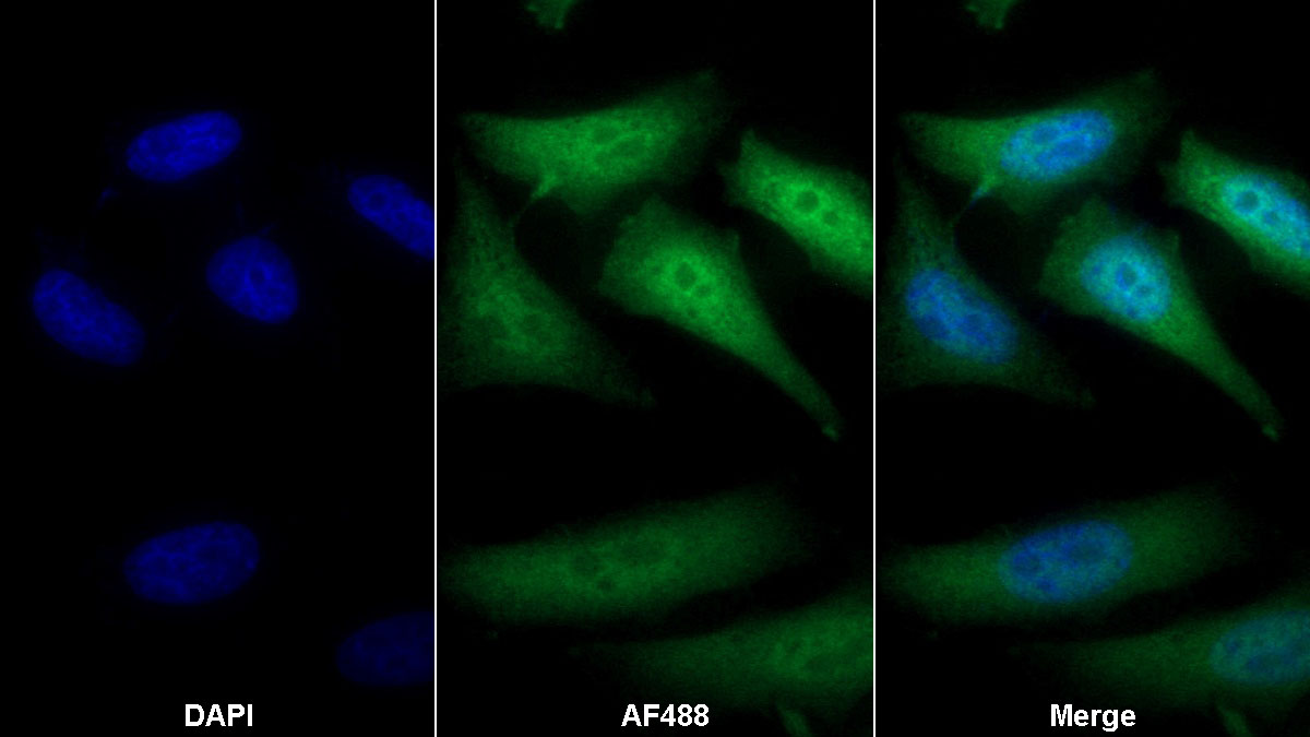 Western Blot; Sample: Rat Liver lysate; Primary Ab: 0.2ug/ml Mouse Anti-Rat Trx Antibody; Second Ab: 0.2ug/ml HRP-Linked Caprine Anti-Mouse IgG Polyclonal Antibody