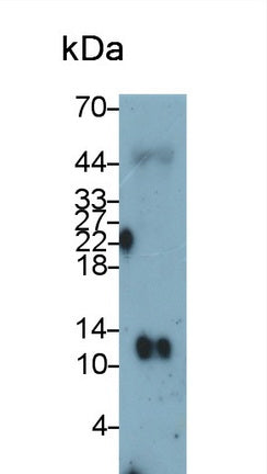 Thioredoxin (Trx) Monoclonal Antibody - image 5