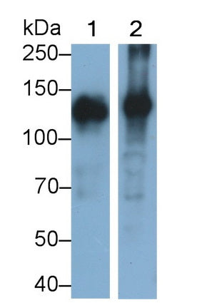 Alanine Aminopeptidase (AAP) Monoclonal Antibody - image 2