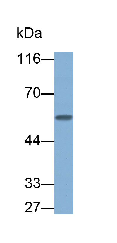 Fc Fragment Of IgG Low Affinity IIIa Receptor (FcgR3A) Monoclonal Antibody - image 2
