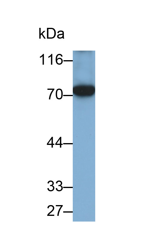 5-Lipoxygenase (5-LO) Monoclonal Antibody - image 2