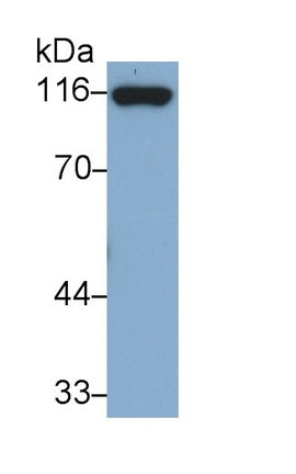 Cadherin 5 (CDH5) Monoclonal Antibody - image 2