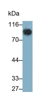Cluster Of Differentiation 19 (CD19) Monoclonal Antibody - image 2