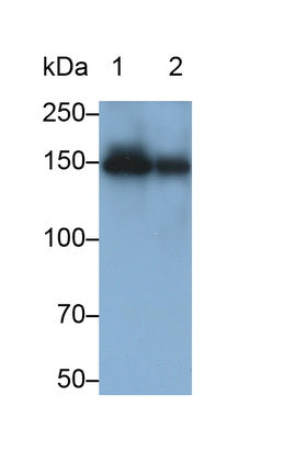 Angiomotin (AMOT) Monoclonal Antibody - image 2