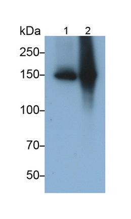 Angiomotin (AMOT) Monoclonal Antibody - image 2