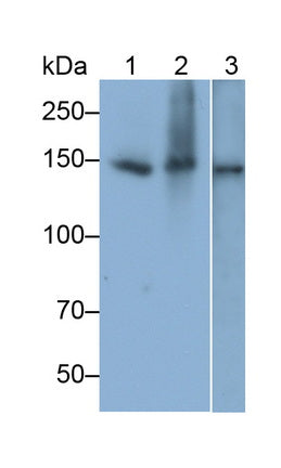 Angiomotin (AMOT) Monoclonal Antibody - image 2