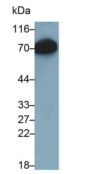 Histidine Rich Glycoprotein (HRG) Monoclonal Antibody - image 2