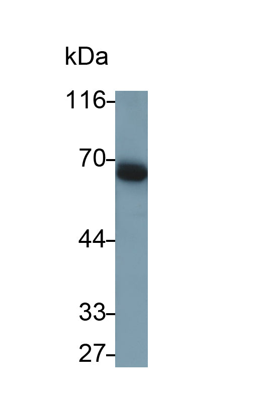 CUB And Zona Pellucida Like Domains Protein 1 (CUZD1) Monoclonal Antibody - image 2