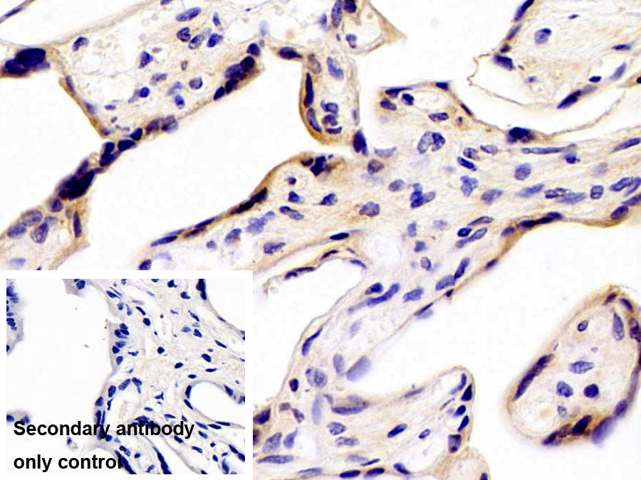 DAB staining on IHC-P; Sample: Porcine Testis Tissue; Primary Ab: 10ug/ml Rabbit Anti-Human YARS2 Antibody; Control: Used PBS instead of primary antibody; Second Ab: 2ug/ml HRP-Linked Caprine Anti-Rabbit IgG Polyclonal Antibody