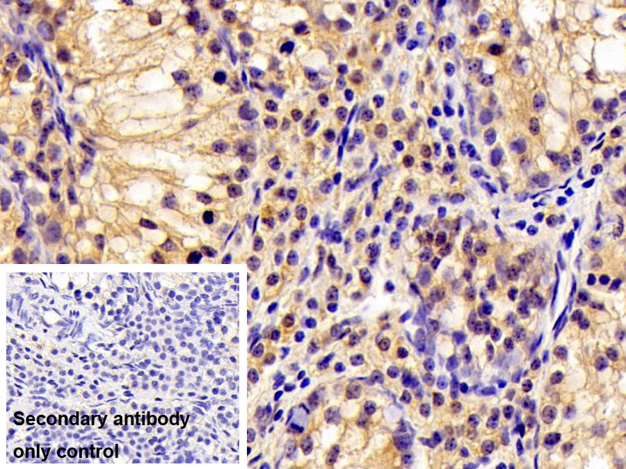 DAB staining on IHC-P; Sample: Porcine Stomach Tissue; Primary Ab: 10ug/ml Rabbit Anti-Human YARS2 Antibody; Control: Used PBS instead of primary antibody; Second Ab: 2ug/ml HRP-Linked Caprine Anti-Rabbit IgG Polyclonal Antibody