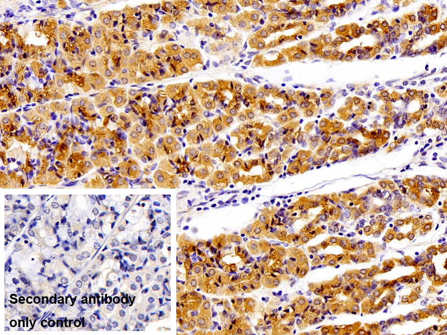 Western Blot; Sample: 293T cell lysate Primary Ab: 0.1ug/ml Rabbit Anti-Human YARS2 Antibody Second Ab: 0.2ug/ml HRP-Linked Caprine Anti-Rabbit IgG Polyclonal Antibody