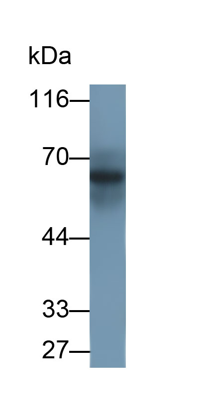 Virus Induced Signaling Adapter (VISA) Polyclonal Antibody - image 2
