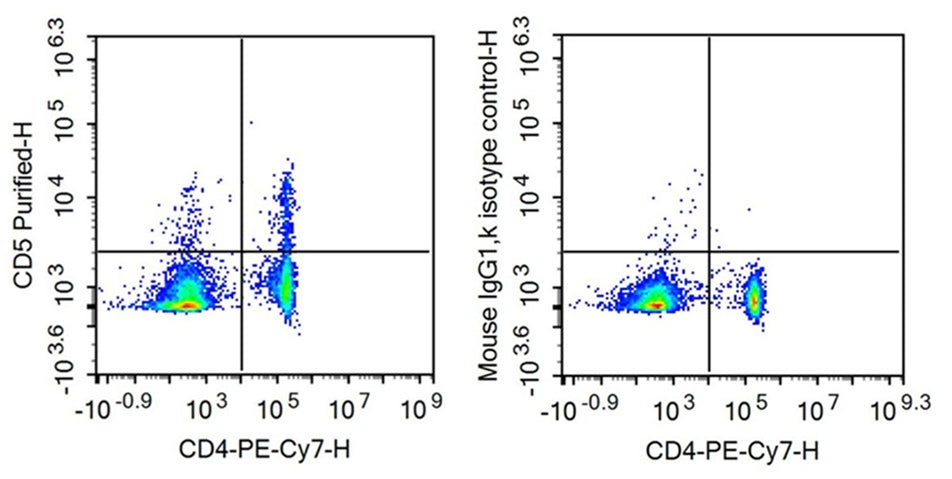 Anti-Cluster Of Differentiation 5 (CD5) Monoclonal Antibody - image 2