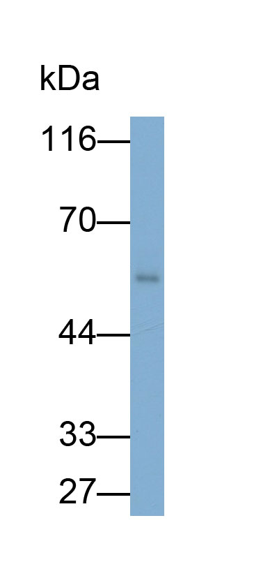 Immunoglobulin G (IgG) Monoclonal Antibody - image 2