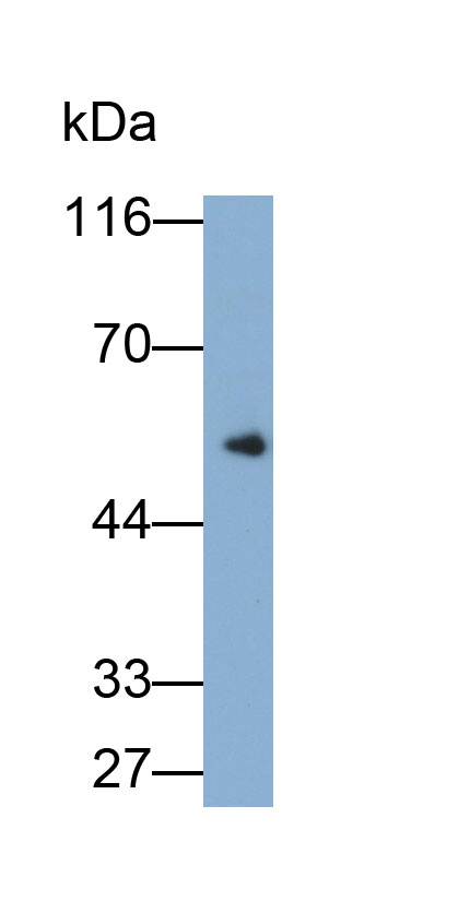 Immunoglobulin G (IgG) Monoclonal Antibody - image 2