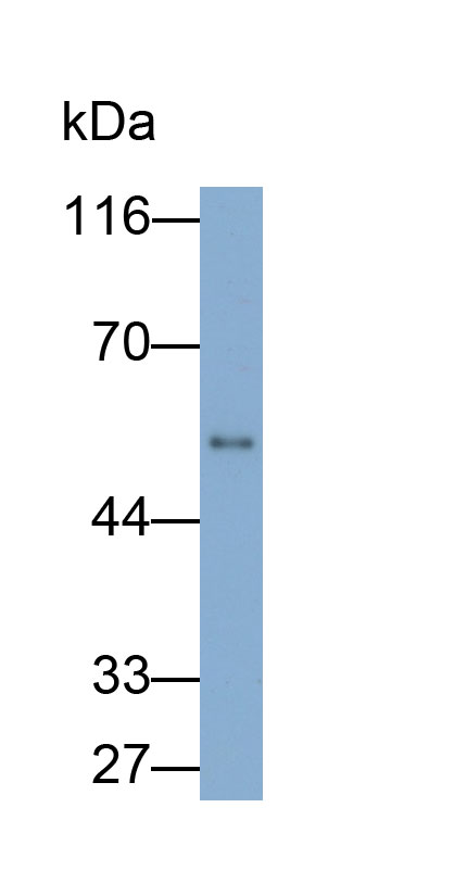 Immunoglobulin G (IgG) Monoclonal Antibody - image 2