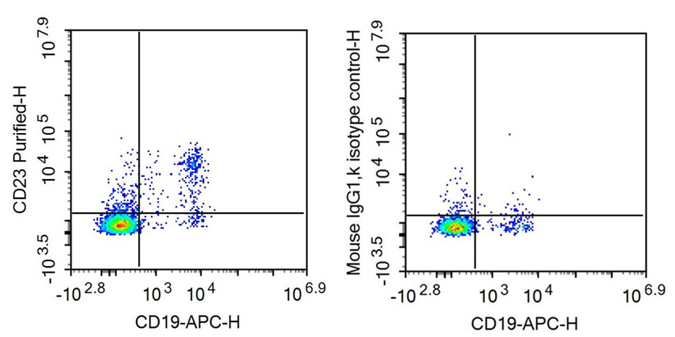 Anti-Cluster Of Differentiation 23 (CD23) Monoclonal Antibody - image 2
