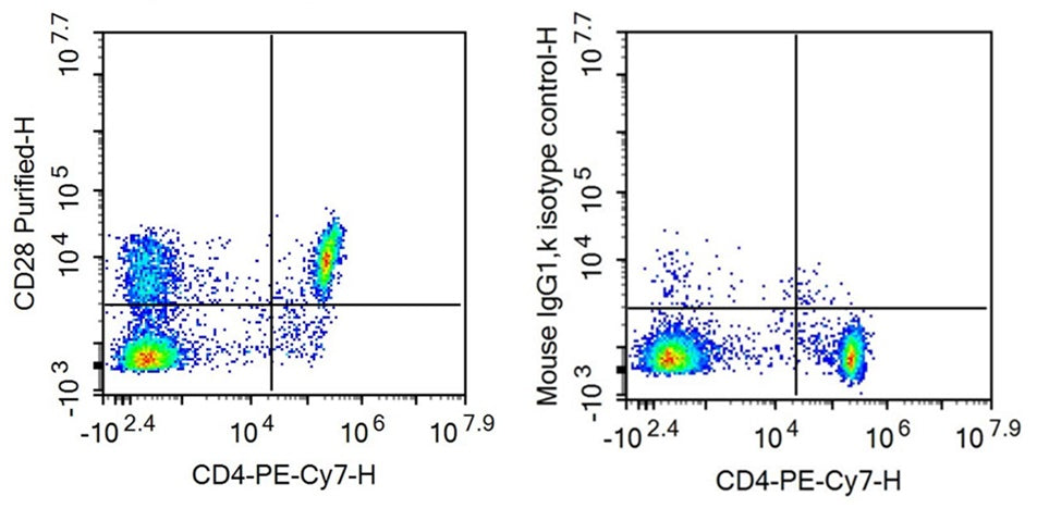 Anti-Cluster Of Differentiation 28 (CD28) Monoclonal Antibody - image 2