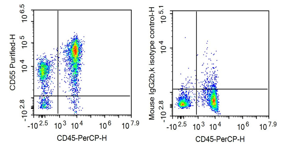 Anti-Cluster Of Differentiation 55 (CD55) Monoclonal Antibody - image 2